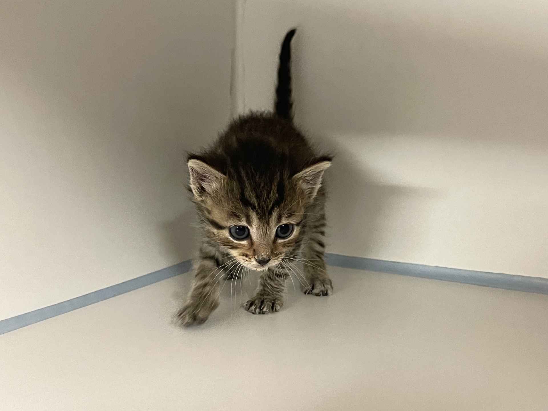 Fundkatze Donnerskirchen