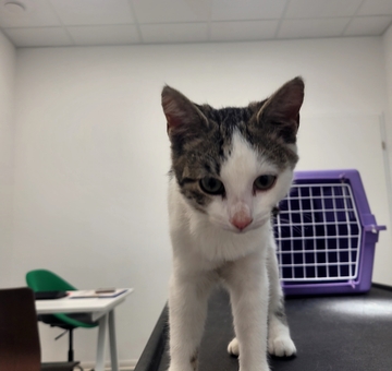 Fundkatze Oberpullendorf 18.09.2025