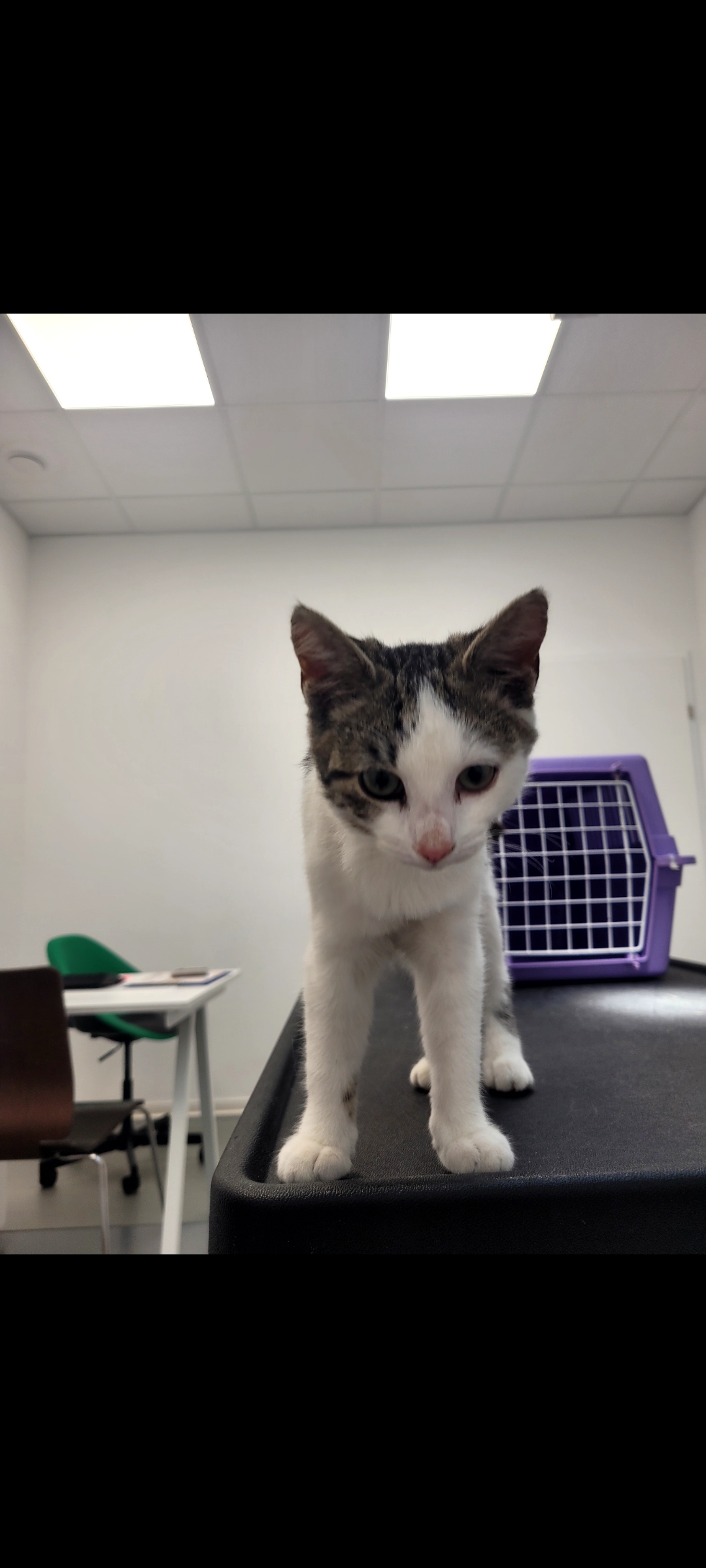 Fundkatze_Oberpullendorf_18.09.2025