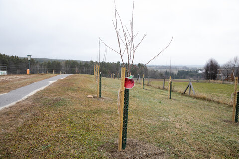 Foto von der Streuobstwiese in Weingraben.