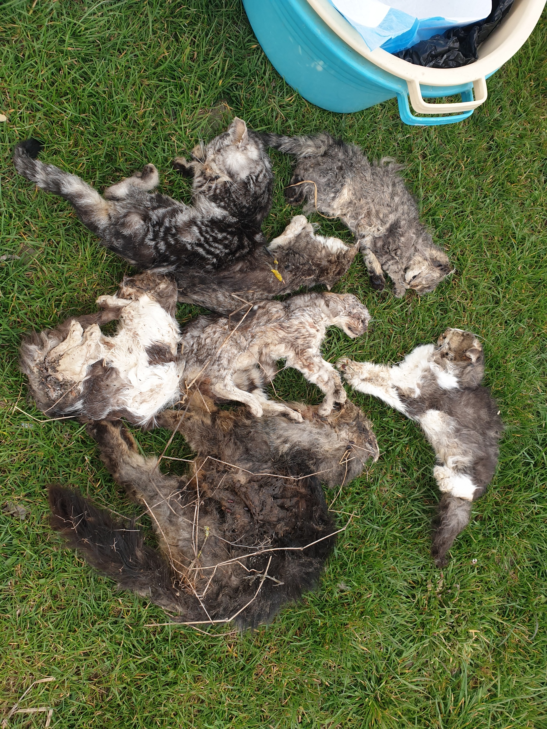 Totfund Katzen 7 Stk Oggau 21.03.2026