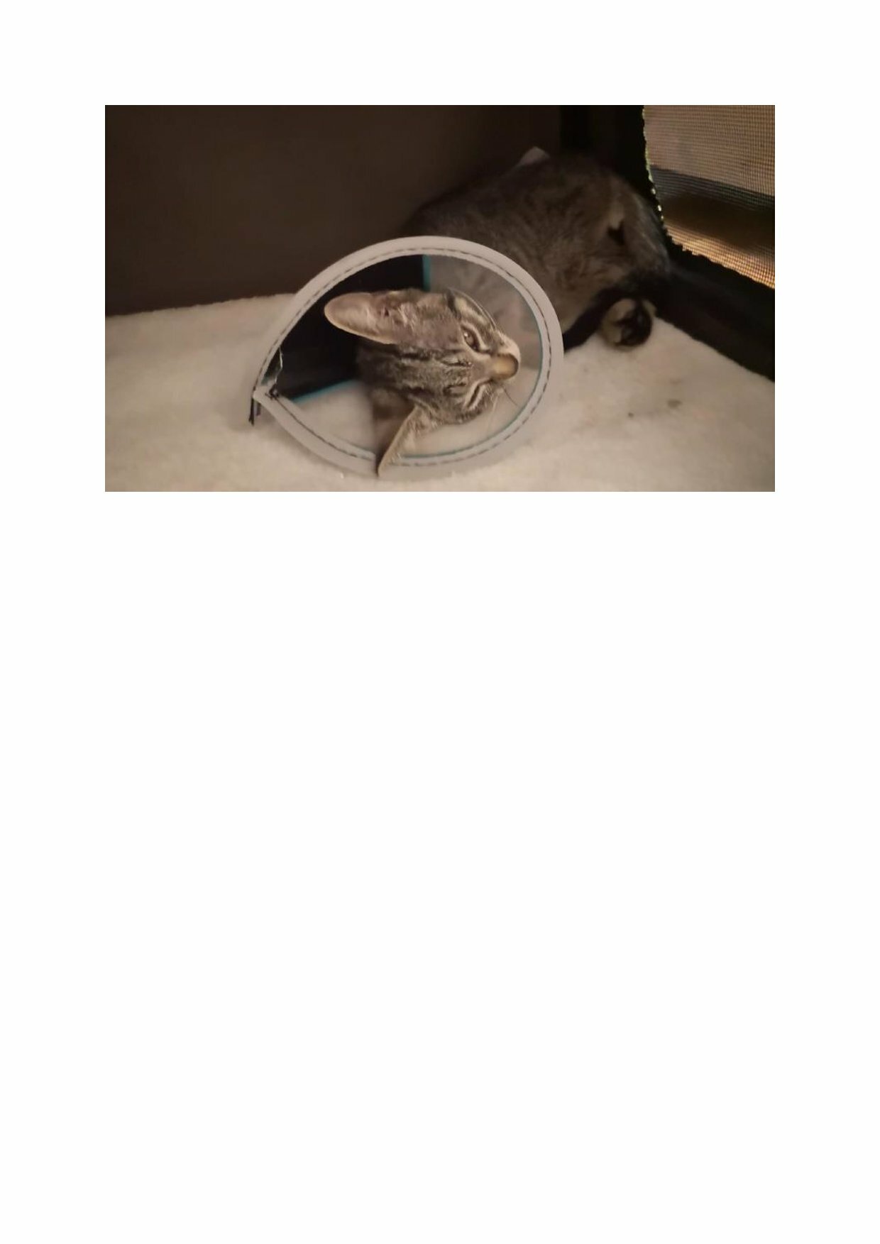 Fundkatze Neusiedl 06.09.2025