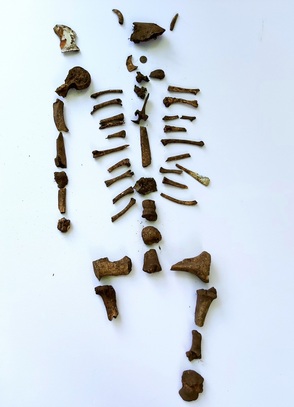 Attilas Skelett (rekonstruiert)