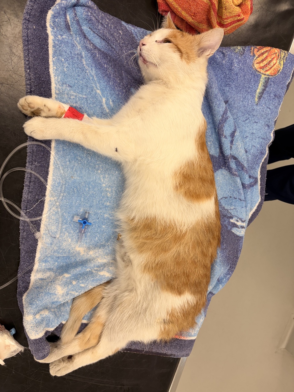 Kater Neudörfl