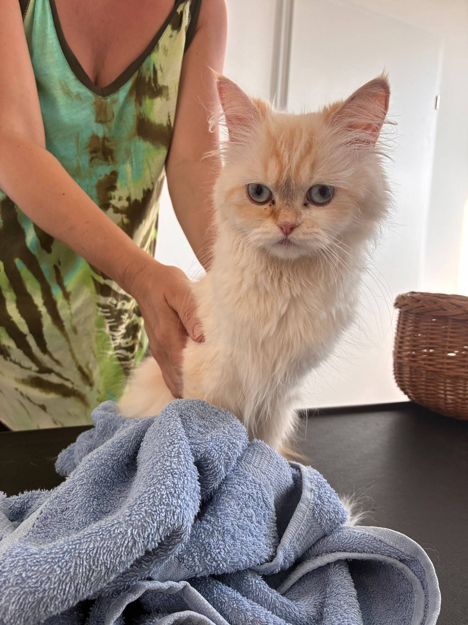 Fundkatze Neckenmarkt 15.07.2026