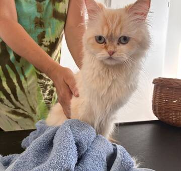 Fundkatze Neckenmarkt 15.07.2026