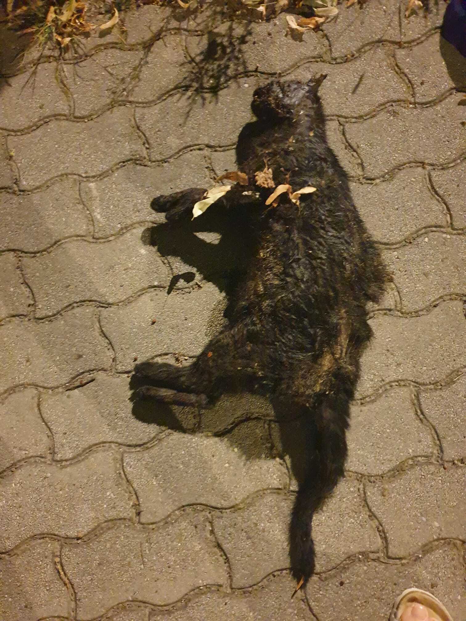 Totfund Katze Wulkaprodersdorf 16.08.2025