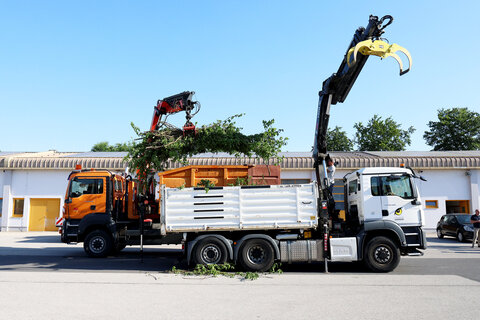 Eine ganze Lkw-Ladung mit Blättern, Ästen und Zweigen von Maulbeerbäumen aus dem Burgenland konnte in den Tierpark Schönbrunn transportiert werden.