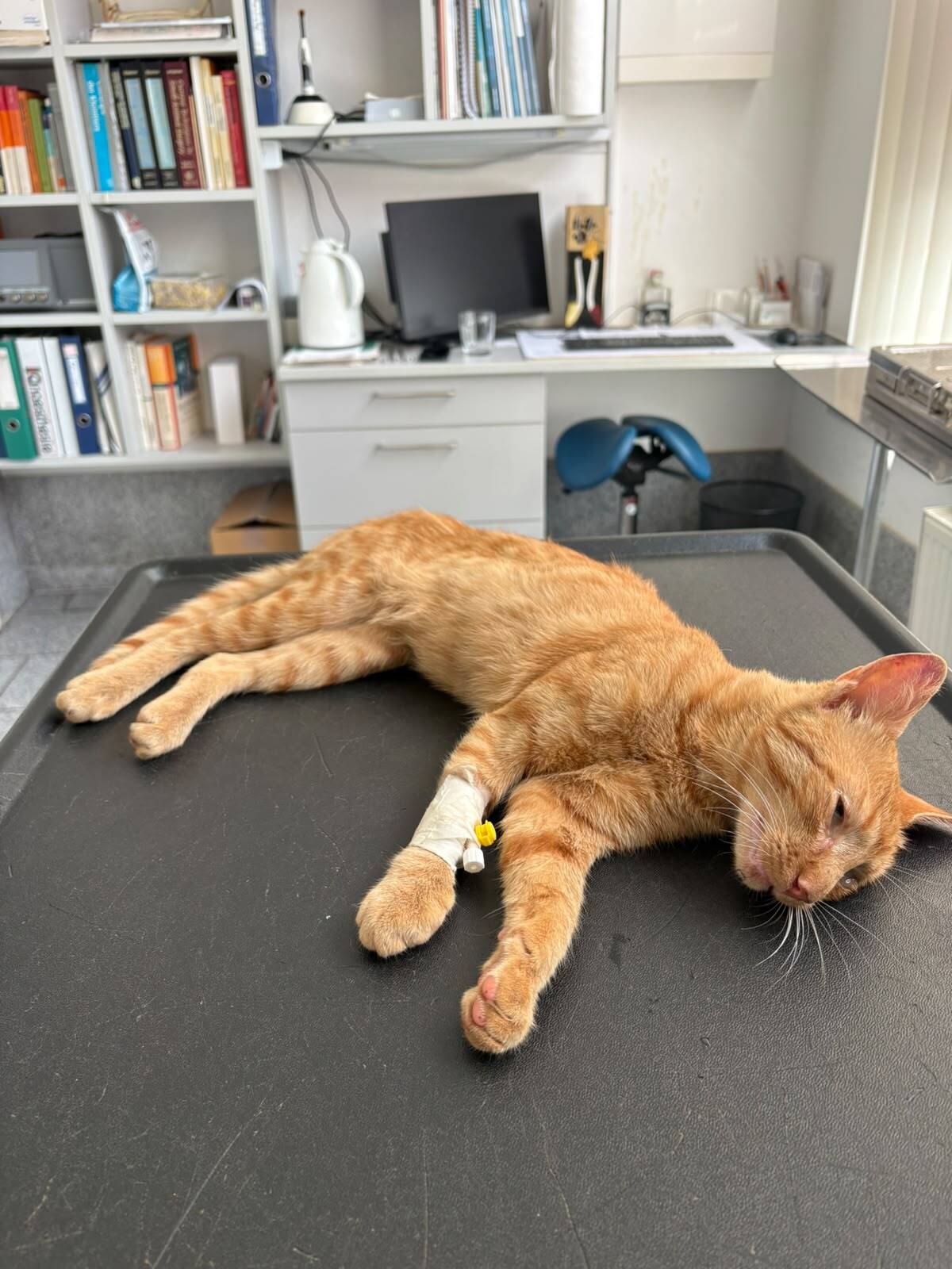 Kater Kleinfrauenhaid 22.06.2026