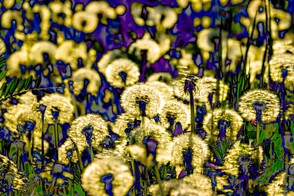 Serie „Malen mit der Kamera“