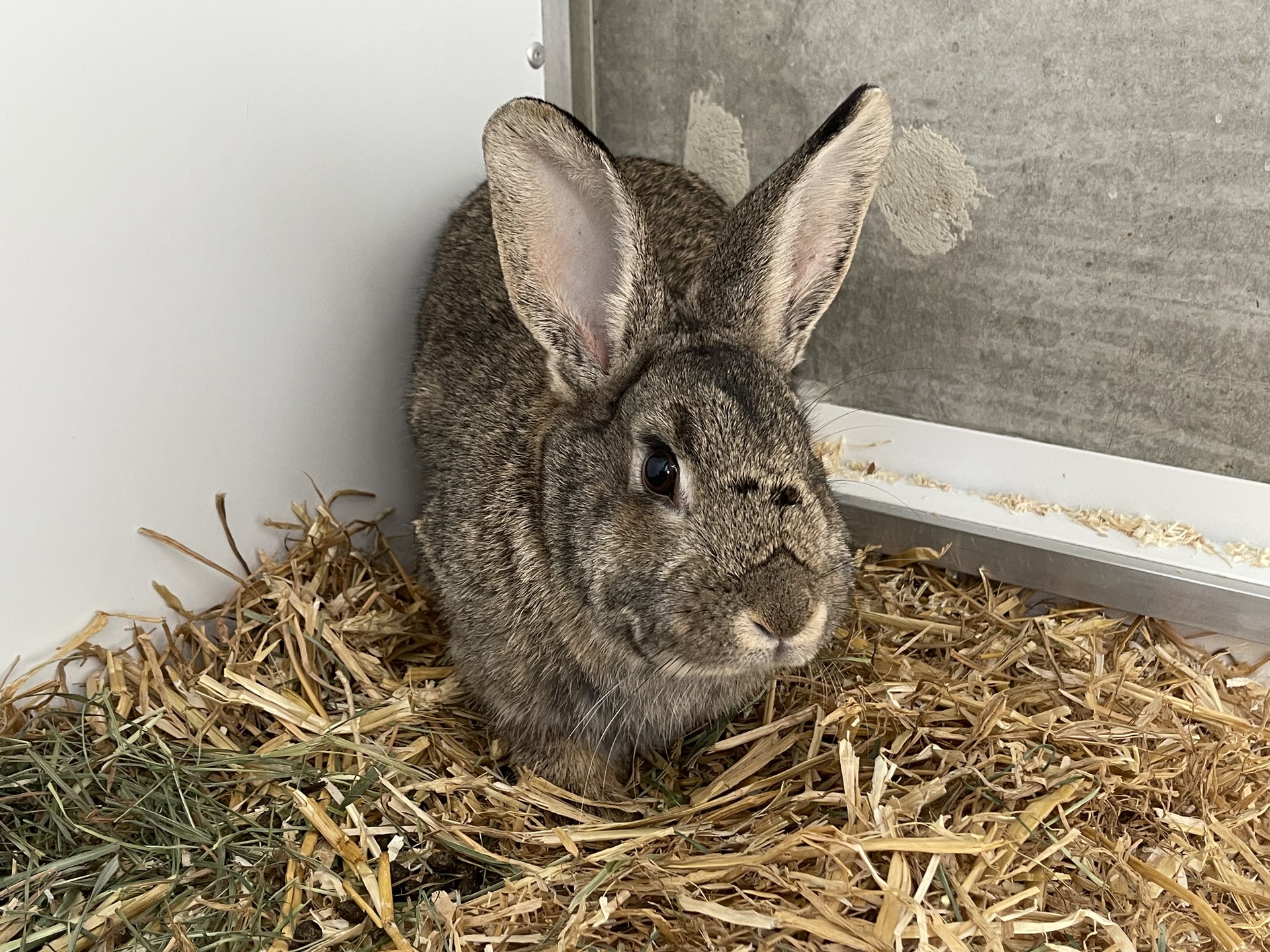 Fundkaninchen Trausdorf