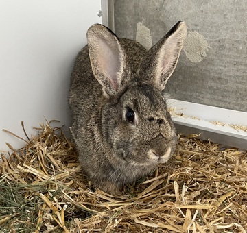 Fundkaninchen Trausdorf