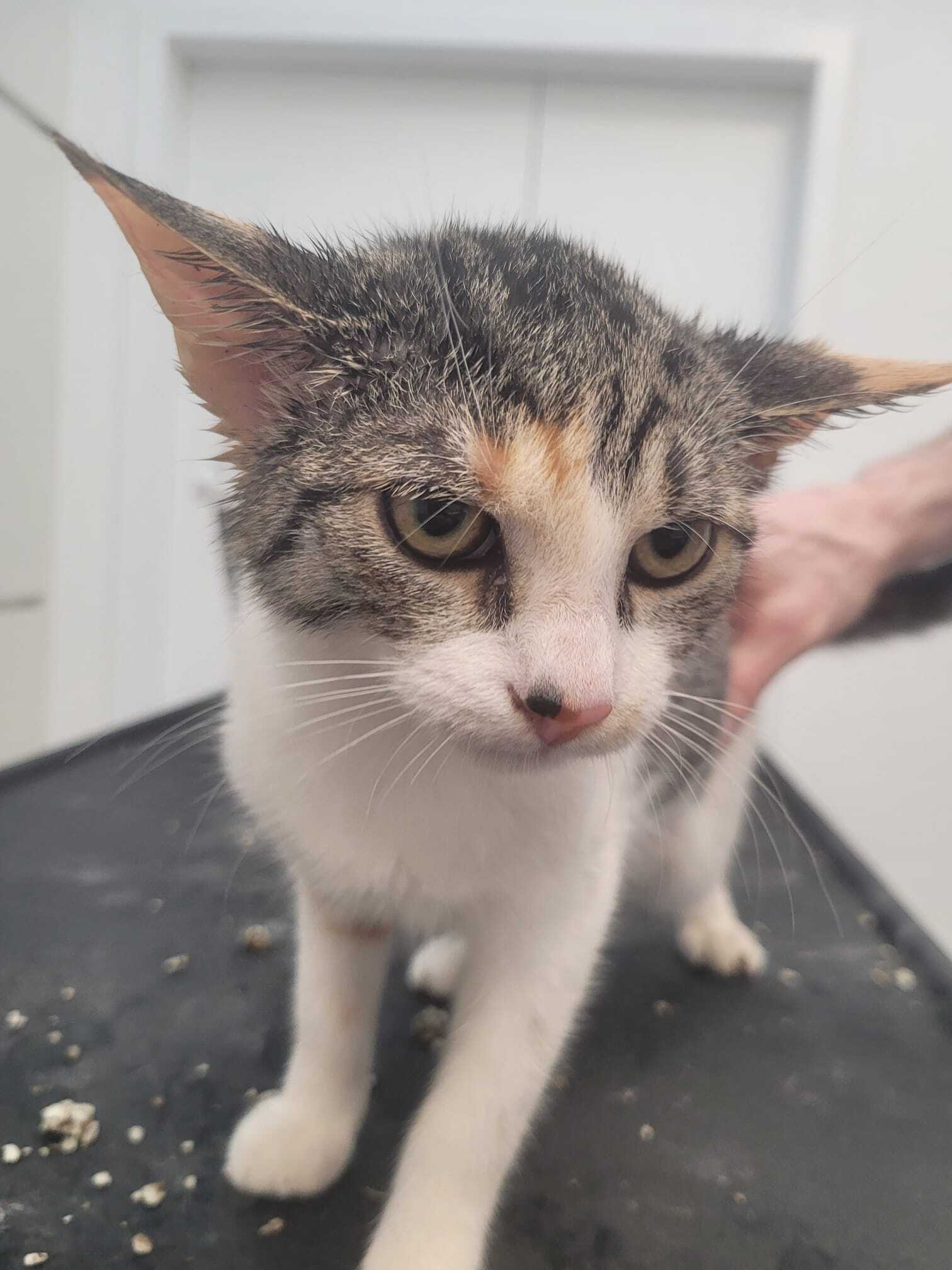Katze tricolore mit weiß