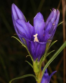 Frauenwiesen - Lungenenzian