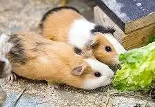 Meerschweinchen