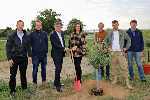 Pflanzten symbolisch einen Olivenbaum im Forschungshain der Agro Rebels in Mörbisch. V.l. Mag. Martin Trink, Wirtschaftsagentur – Leiter Südhub, Lukas Hecke, Co-Gründer der Agro Rebels, Wirtschaftsagentur-Geschäftsführer Mag. Michael Gerbavsits, LH-Stv. Mag.a Astrid Eisenkopf, Markus Simhirt, landwirtschaftlicher Leiter des Projekts, Daniel Rössler, Co-Gründer der Agro Rebels, Dr. Markus Fink, wissenschaftlicher Leiter des Projekts der Agro Rebels