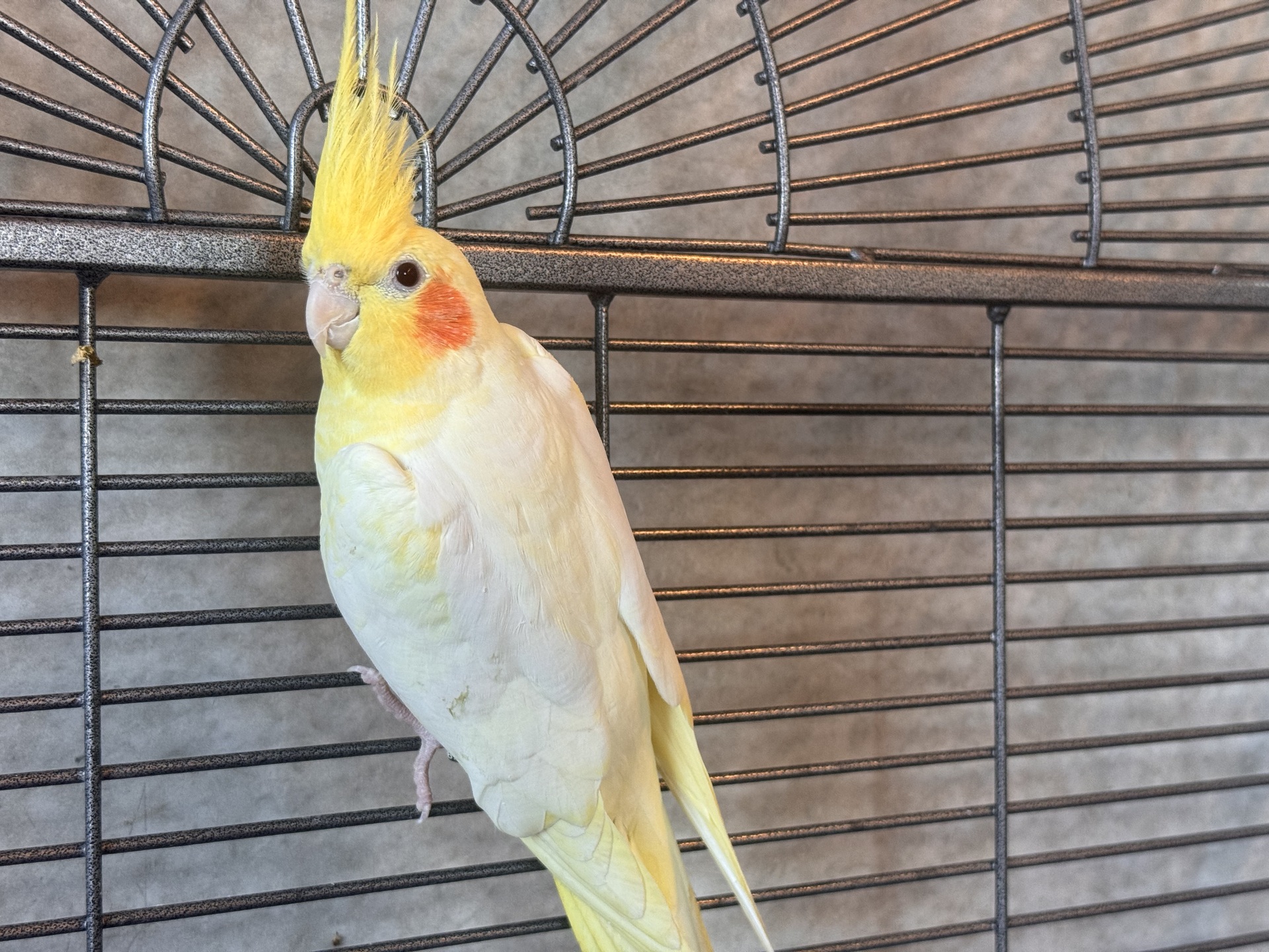 Fundvogel Oberpullendorf