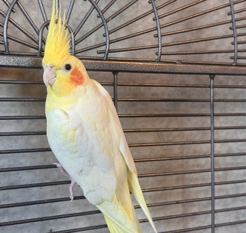 Fundvogel Oberpullendorf