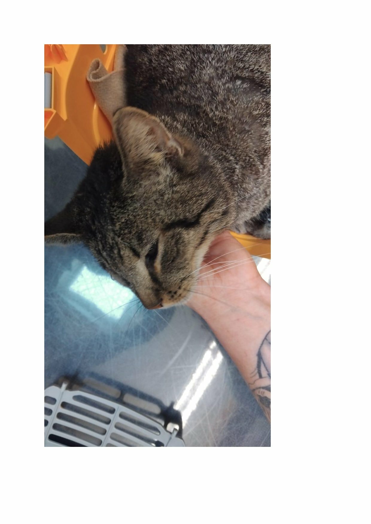 Totfund Kater Gattendorf