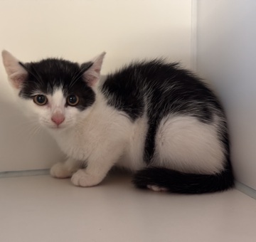 Fundkatze Burg/Schandorf