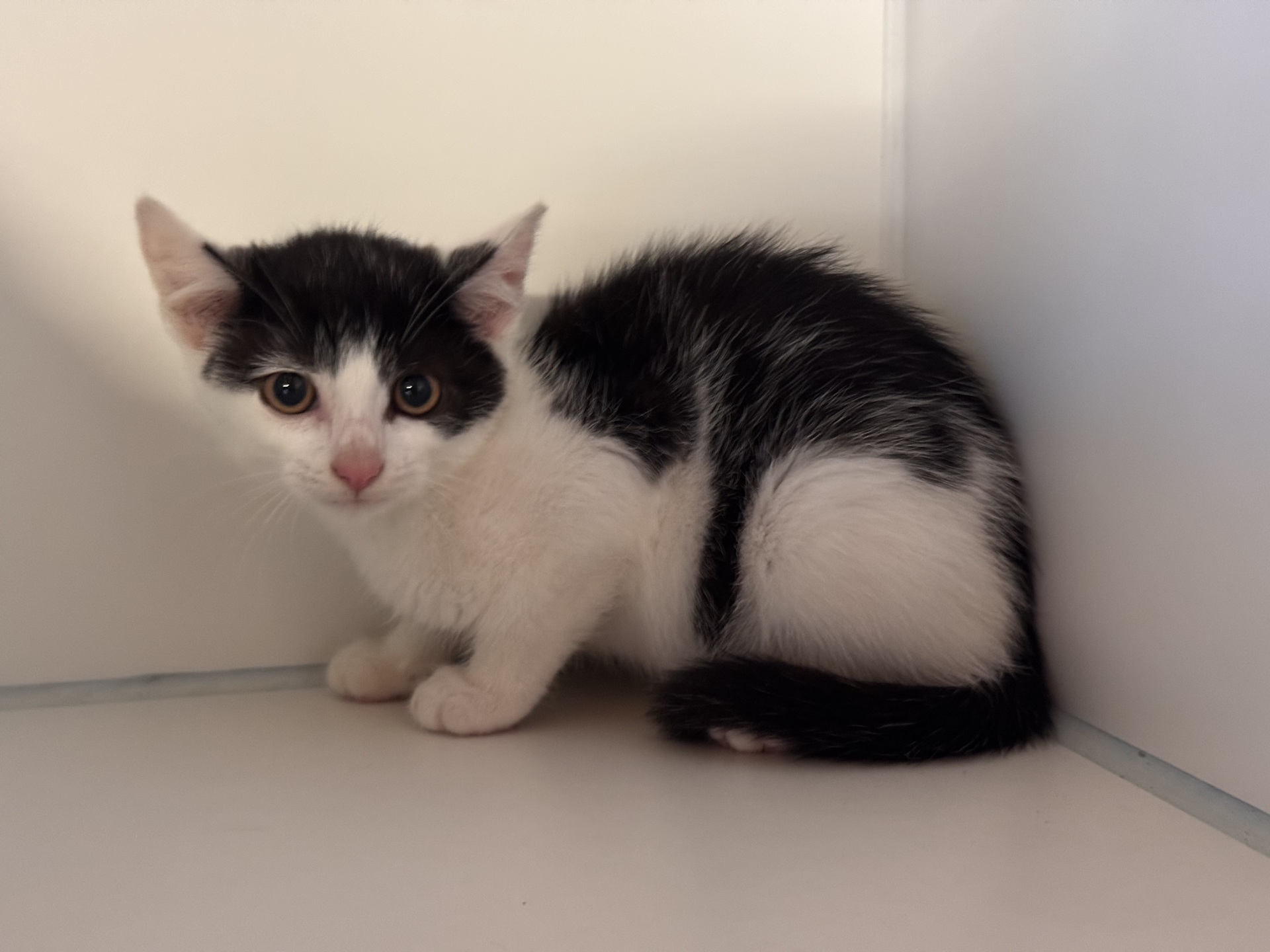 Foto Fundkatze Burg/Schandorf