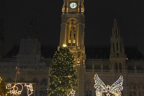 Der Weihnachtsbaum aus dem Burgenland vor dem Wiener Rathaus
