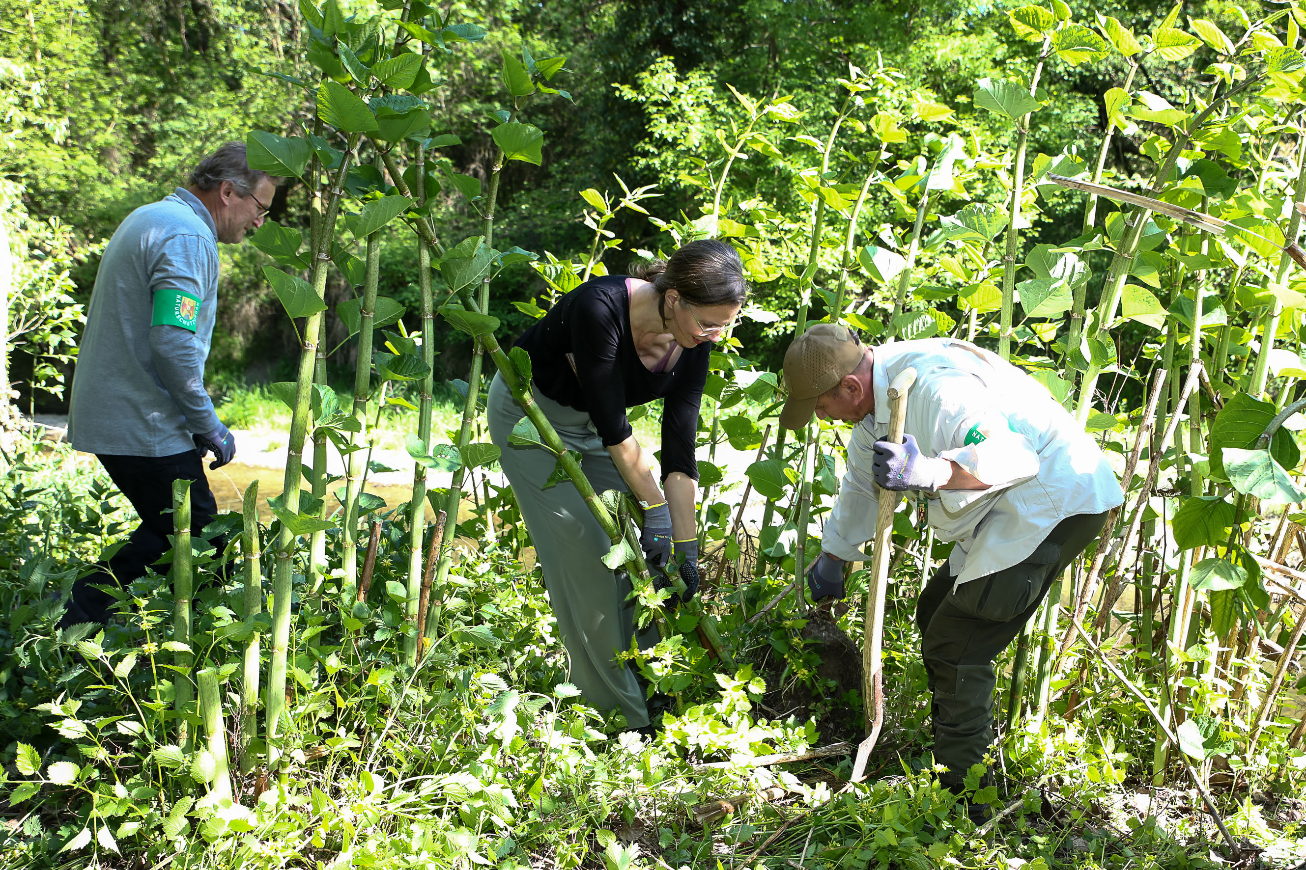 Bei der Entfernung von Beständen des Japanischen Staudenknöterichs entlang der Leitha in Bruckneudorf