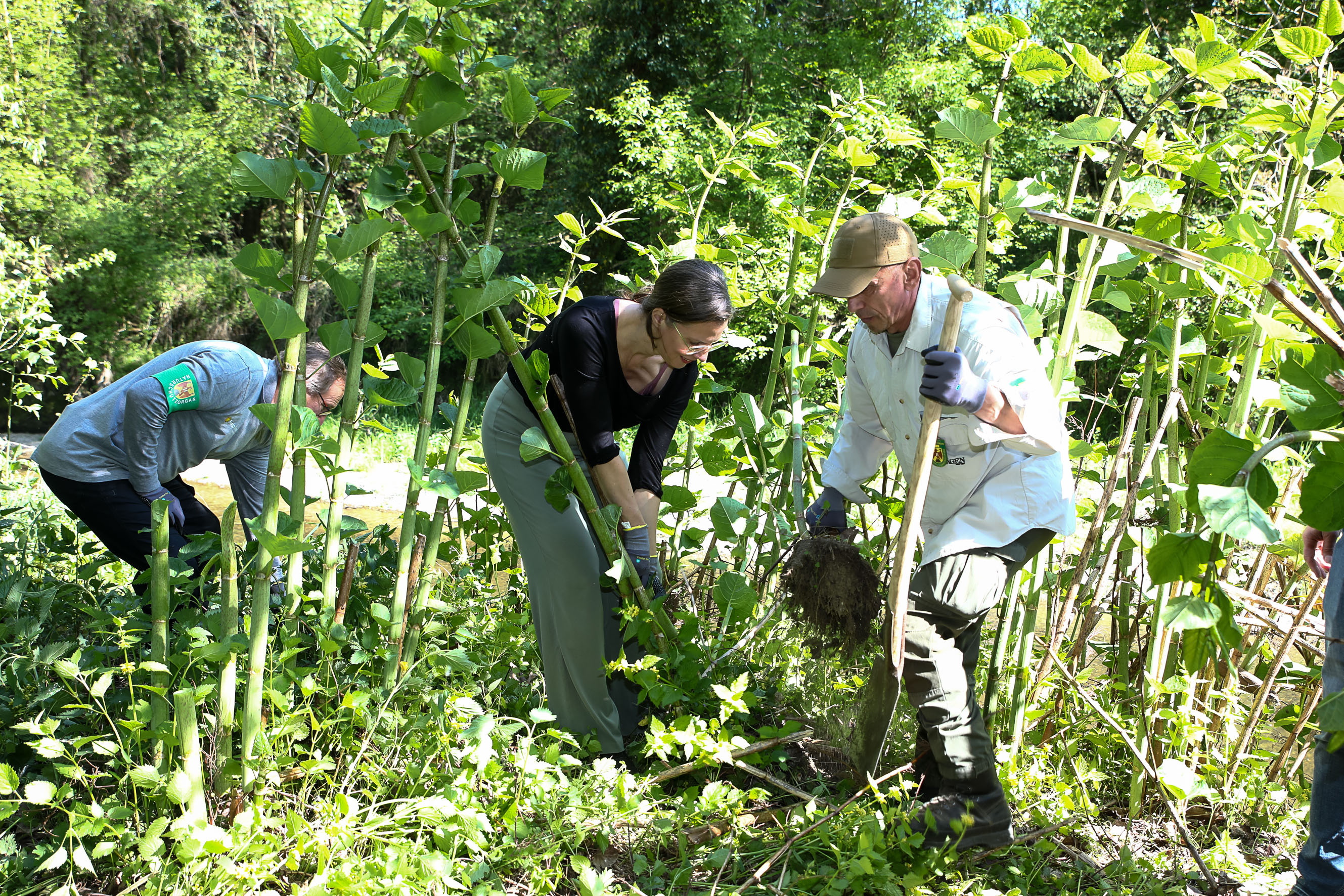 Bei der Entfernung von Beständen des Japanischen Staudenknöterichs entlang der Leitha in Bruckneudorf